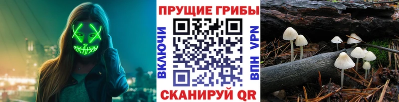 Псилоцибиновые грибы Cubensis  хочу наркоту  Кувшиново 